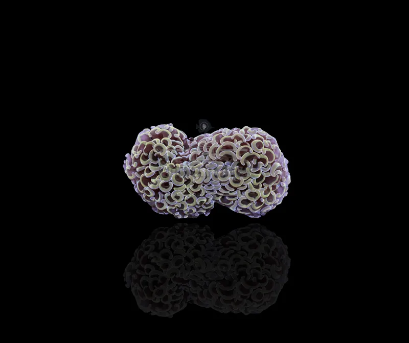 Euphyllia Ancora (Colored stem)